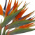 Birds of Paradise – Bulk Tropical Flowers – Albuquerque New Mexico Birds of Paradise – Bulk Tropical Flowers – Albuquerque New Mexico