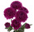 Purple Button Chrysanthemum – Bulk Flowers – Albuquerque New Mexico