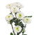 White Button Chrysanthemum – Bulk Flowers – Albuquerque New Mexico