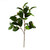 Camellia Foliage – Bulk Greens – Albuquerque New Mexico