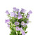 Lavender Campanula – Bulk Bell Flowers – Albuquerque New Mexico