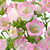 Pink Campanula – Bulk Bell Flowers – Albuquerque New Mexico