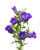 Purple Campanula – Bulk Bell Flowers – Albuquerque New Mexico