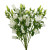 White Campanula – Bulk Bell Flowers – Albuquerque New Mexico