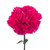 Hot Pink Carnation – Bulk Flowers – Albuquerque New Mexico