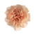 Peach Carnation – Bulk Flowers – Albuquerque New Mexico