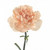 Peach Carnation – Bulk Flowers – Albuquerque New Mexico