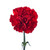Red Carnation – Bulk Flowers – Albuquerque New Mexico