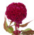 Burgundy Coxcomb Celosia – Bulk Flowers – Albuquerque New Mexic