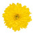 Yellow Cremone – Bulk Flowers – Albuquerque New Mexico