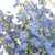 Light Blue Delphinium – Bulk Fresh Flowers – Albuquerque NM