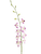 Light Pink Dendrobium Orchid – Bulk Flowers – Albuquerque New Mexico