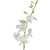 White Dendrobium Orchid – Bulk Flowers – Albuquerque New Mexico
