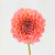 Bulk Coral Dahlia flowers – Albuquerque Flower Market Albuquerque NM Bulk Coral Dahlia flowers – Albuquerque Flower Market Albuquerque NM