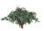 Willow Eucalyptus greenery – bulk wholesale foliage Albuquerque Flower Market