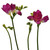 Hot Pink Freesia – bulk wholesale flowers Albuquerque Flower Market Hot Pink Freesia – bulk wholesale flowers Albuquerque Flower Market