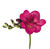Hot Pink Freesia – bulk wholesale flowers Albuquerque Flower Market Hot Pink Freesia – bulk wholesale flowers Albuquerque Flower Market