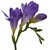 Purple Freesia – bulk wholesale flowers Albuquerque Flower Market Purple Freesia – bulk wholesale flowers Albuquerque Flower Market
