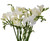 White Freesia – bulk wholesale flowers Albuquerque Flower Market White Freesia – bulk wholesale flowers Albuquerque Flower Market