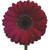 Burgundy Gerbera Daisy Dark Eye – bulk wholesale flowers Albuquerque Flower Market Burgundy Gerbera Daisy Dark Eye – bulk wholesale flowers Albuquerque Flower Market