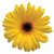 Yellow Gerbera Daisy Dark Eye – bulk wholesale flowers Albuquerque Flower Market Yellow Gerbera Daisy Dark Eye – bulk wholesale flowers Albuquerque Flower Market