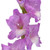 Lavender Gladiolus – bulk wholesale flowers Albuquerque Flower Market