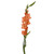 Orange Gladiolus – bulk wholesale flowers Albuquerque Flower Market