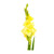 Yellow Gladiolus – bulk wholesale flowers Albuquerque Flower Market