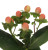 Peach Hypericum – bulk wholesale flowers Albuquerque Flower Market
