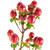 Red Hypericum – bulk wholesale flowers Albuquerque Flower Market