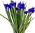 Dark Blue Iris – bulk wholesale flowers Albuquerque Flower Market