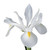 White Iris – bulk wholesale flowers Albuquerque Flower Market
