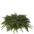small evergreen centerpiece 8 inch fresh holiday greens – Albuquerque Flower Market NM
