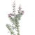 Acacia Purple Greenery – Phoenix Flower Market