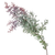 Acacia Purple Greenery – Phoenix Flower Market