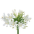 White agapanthus bulk flowers with tall stems and clustered blooms for weddings and floral design in Albuquerque New Mexico
