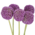 Allium giganteum bulk flowers with large purple globe blooms for weddings and floral design in Albuquerque New Mexico