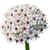 Allium Silver Spring bulk flowers with white petals and purple centers for weddings and floral design in Albuquerque New Mexico