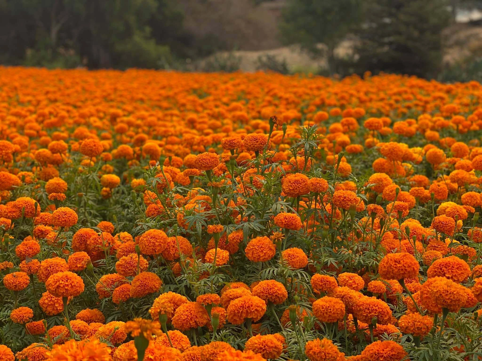 Field of orange marigolds growing in Southern California
