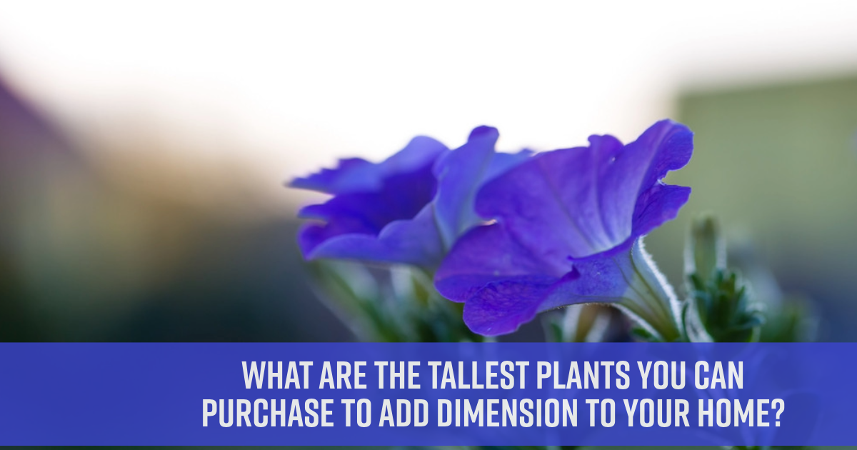 What Are the Tallest Plants You Can Purchase to Add Dimension to Your