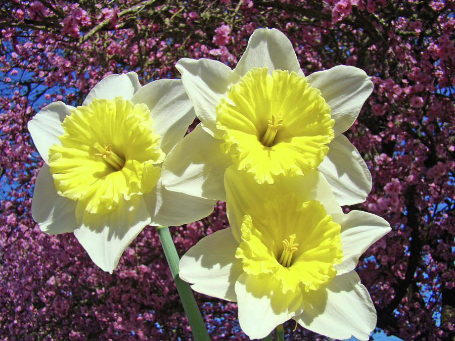 The Birth Flower for March Albuquerque Florist
