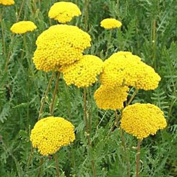 25 Fun Flower Facts - Albuquerque Florist