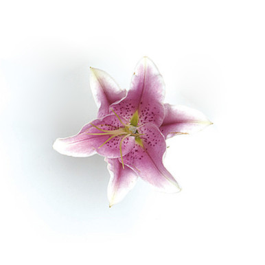 Oriental Lily