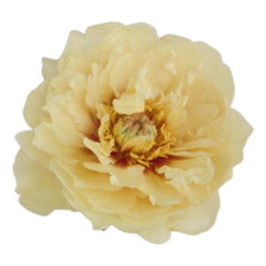 Yellow Peony  Bulk Fresh Flowers Albuquerque