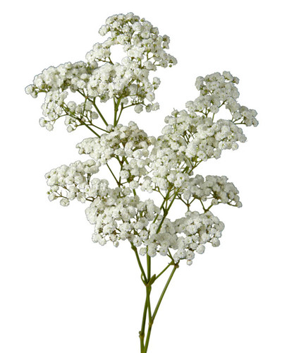 Excellence Baby's Breath Gypsophila – Bulk Filler Flower