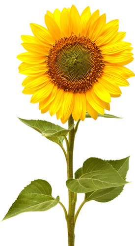 Download Realistic Sunflower Svg Free Layered Svg Files