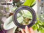 HIGH PRESSURE SHAFT SEAL 95*140*8 NBR PPS