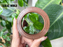 ROTARY SHAFT SEAL  METRIC OIL SEAL TC 52*72*8 VITON