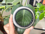 HIGH PRESSURE SHAFT SEAL 57.15*76.2*9.53 NBR BAK FOR REXROTH MOTOR MCR05