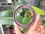 HIGH PRESSURE SHAFT SEAL 60*80*7/5.5 VITON BAFSL1SF FOR REXROTH A7VO107